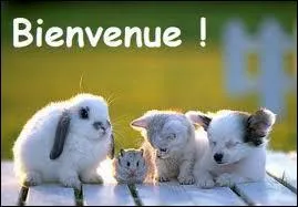 A quoi cette image vous fait-elle penser ?