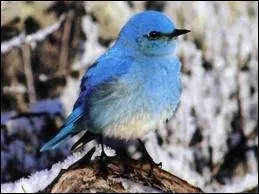 Comment dit-on ' oiseau ' en anglais ?