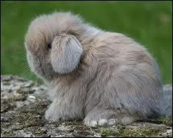 Comment dit-on ' lapin ' en anglais ?