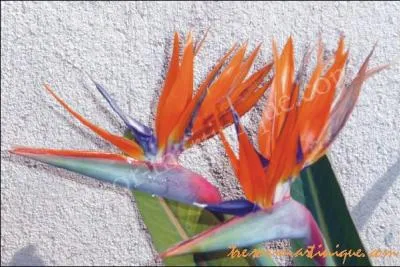 Quelle est cette fleur ?