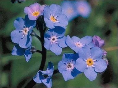 Quelle est cette fleur ?