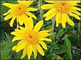 Quelles sont ces fleurs ?