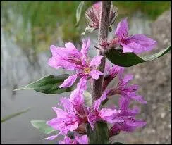 Quelle est cette fleur ?