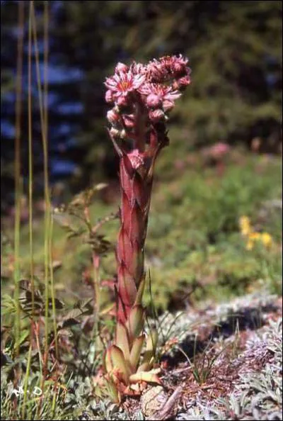 Quelle est cette fleur ?