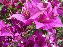 Quelle est cette fleur ?