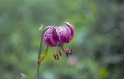 Quelle est cette fleur ?