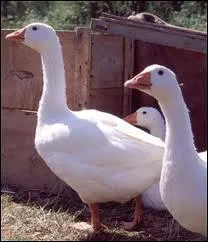 Quels sont ces animaux ?