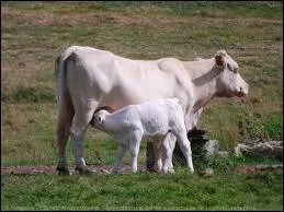 Quels sont ces animaux ?