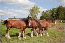 Quels sont ces animaux ?