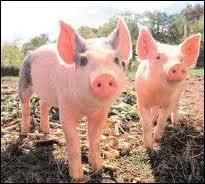 Quels sont ces animaux ?