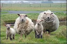 Quels sont ces animaux ?