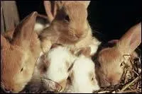 Quels sont ces animaux ?