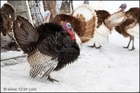 Quels sont ces animaux ?