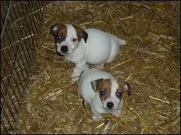 Quels sont ces animaux ?