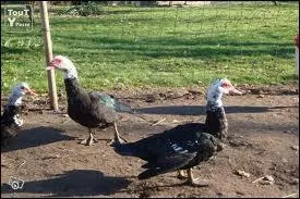 Quels sont ces animaux ?