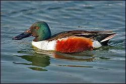 Quel est ce canard barboteur d'Eurasie ?