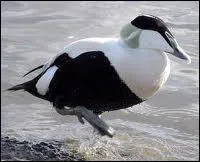 Quel est ce grand canard migrateur ?