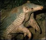 Quel est cet animal ?