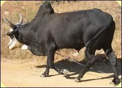 Quel est cet animal ?