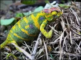 Quel est cet animal ?