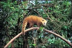 Quel est cet animal ?