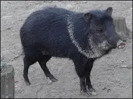 Quel est cet animal ?