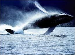 Quiz Animaux