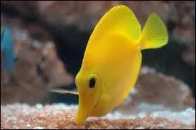 Ce poisson est ... ?