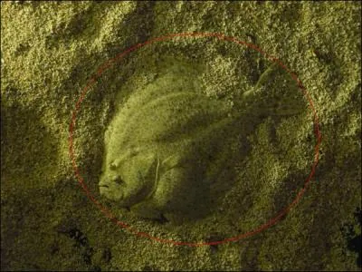 Ce poisson est ... ?