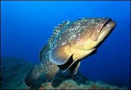 Ce poisson est ... ?