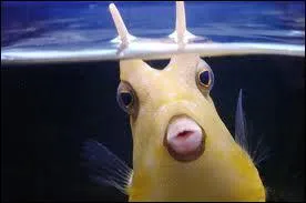 Ce poisson est ... ?