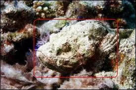 Ce poisson est ... ?