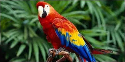 Combien de dents ont les perroquets ?