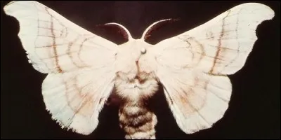 Quel animal donne naissance au ver à soie ?