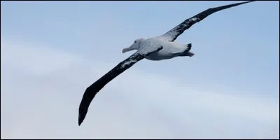 Comment appelle-t-on les grandes plumes noirâtres que l'on trouve sur les albatros hurleurs ?