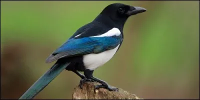 Que oiseau a la réputation d'être voleur ?