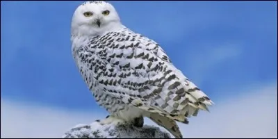 Quel est le cri des oiseaux de nuit ?