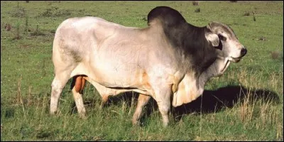 Comment est la bosse du zébu ?