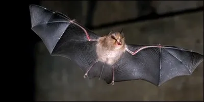 La chauve-souris est un mammifère.