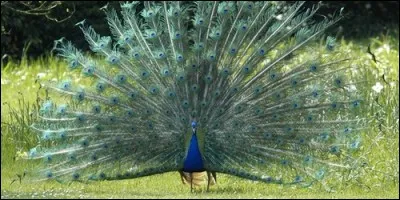 Chez les paons, lequel des deux possède le plus beau plumage ?