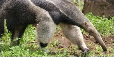 Quel est l'autre nom du fourmilier géant ?