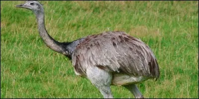 Qui couve les oeufs du nandou d'Amérique ?