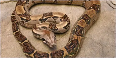 Un boa adulte peut mesurer plus de 5 mètres.