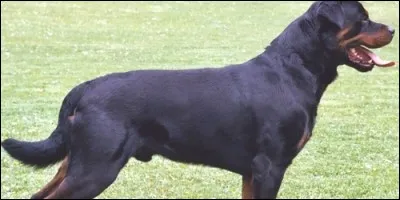 Quelle est la race de ce chien ?