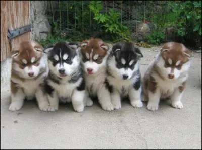 Que voit-on sur cette photo ?