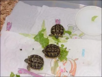 Que voit-on sur cette photo ?