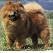 Quelle est cette race ?