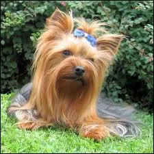 Quelle est cette race ?