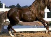 Quiz Les races de chevaux (1)