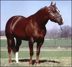 Comment s'appelle ce cheval ?